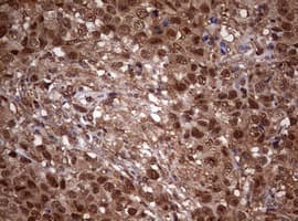 USP44 Antibody (aa420-712, clone OTI1D1)