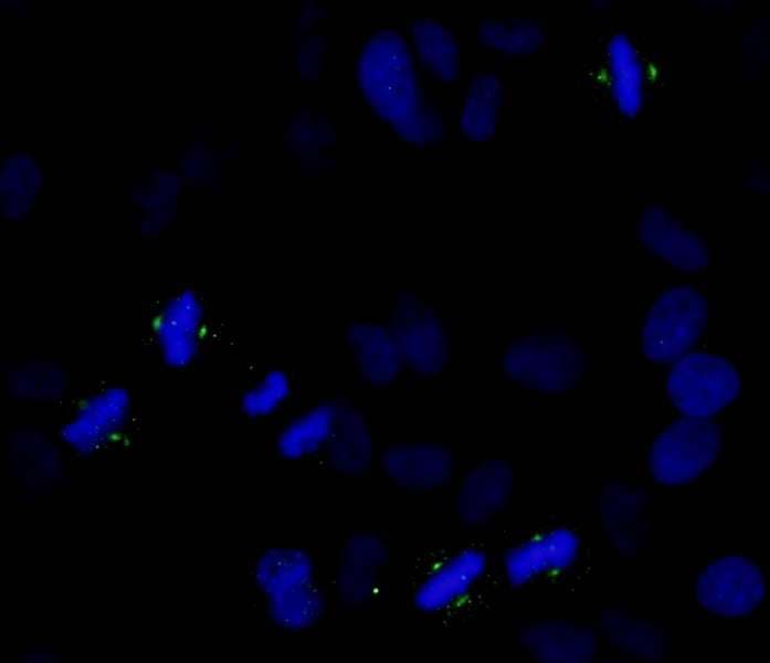AURKA / Aurora-A Antibody (phospho-Thr288)
