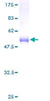 Human DNAJC12 Protein (Recombinant GST)