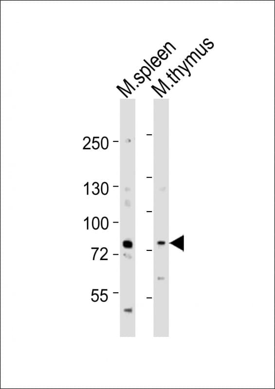 MELK Antibody (aa381-415)