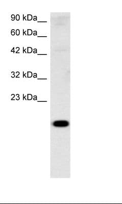 CITED1 Antibody (aa69-118)