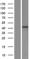 SDF4 Protein (Over-Expression Lysate Myc-DDK (Flag))