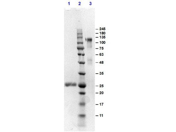 Goat Anti-Mouse IgG Secondary Antibody