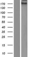 ZNF646 Protein (Over-Expression Lysate Myc-DDK (Flag))