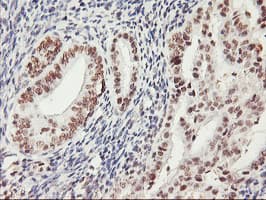 USP7 / HAUSP Antibody (clone OTI3D3, Carrier-free)