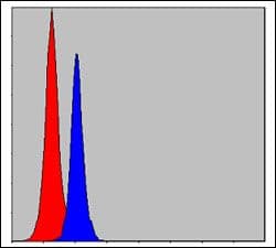 Monoclonal Mouse anti-Human C/EBP Beta / CEBPB Antibody (clone 3H9, WB)