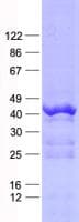Human PRR11 Protein (Recombinant His, N-Terminal)