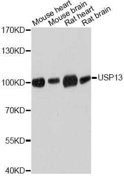 USP13 Antibody