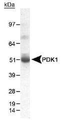 PDK1 Antibody (Internal, DY488)