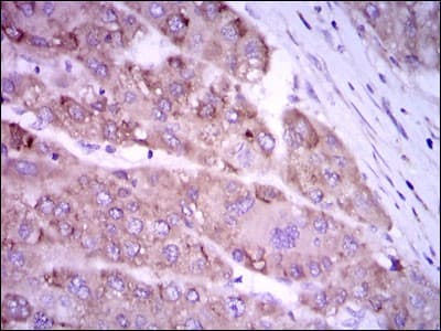 NOS2 / iNOS Antibody (clone 4E5)
