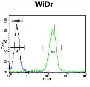 Polyclonal Rabbit anti-Human ZIF268 / EGR1 Antibody (aa9-37, IF, WB)