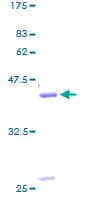 Human Gastrin Releasing Peptide Protein (Recombinant GST)