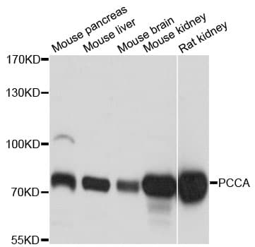 PCCA Antibody