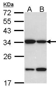 IHC-plus™ Prohibitin 2 / PHB2 Antibody (Internal)