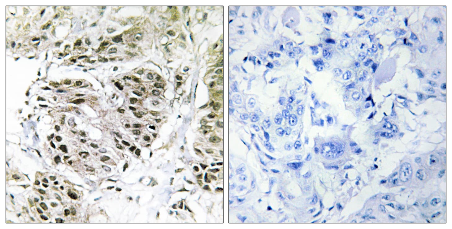 CENPA / CENP-A Antibody (aa11-60)