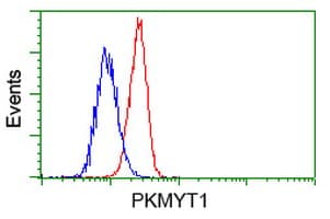 PKMYT1 Antibody (clone OTI5E1)
