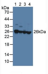 PEBP1 / RKIP Antibody (aa2-187, Biotin)