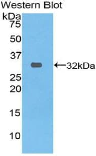 HSPA4 / APG-2 Antibody (aa258-511, Biotin)