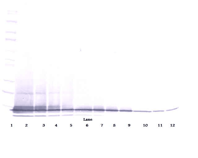 BLC / CXCL13 Antibody