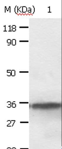 ANXA2 / Annexin A2 Antibody