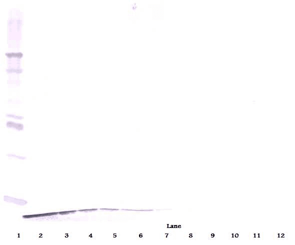 DEFB4A / BD-2 Antibody
