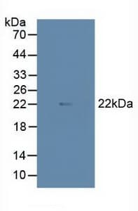 MAX Antibody (aa2-160)