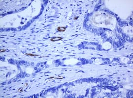 PECAM-1 / CD31 Antibody (clone OTI1F9)