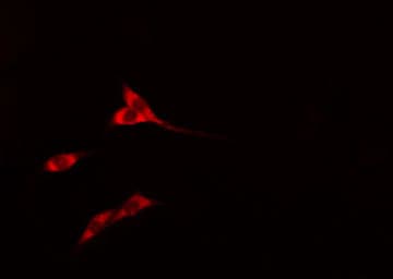 YWHAH / 14-3-3 Eta Antibody