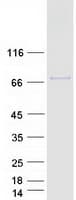 Human ELMO2 Protein (Recombinant Myc-DDK (Flag))