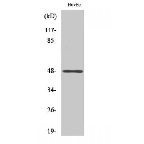 JUN / c-Jun Antibody (10-90 aa)
