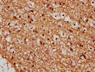 WNT14 / WNT9A Antibody