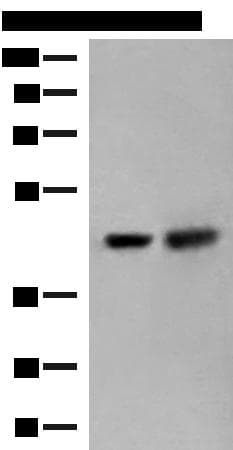 ORC4L / ORC4 Antibody