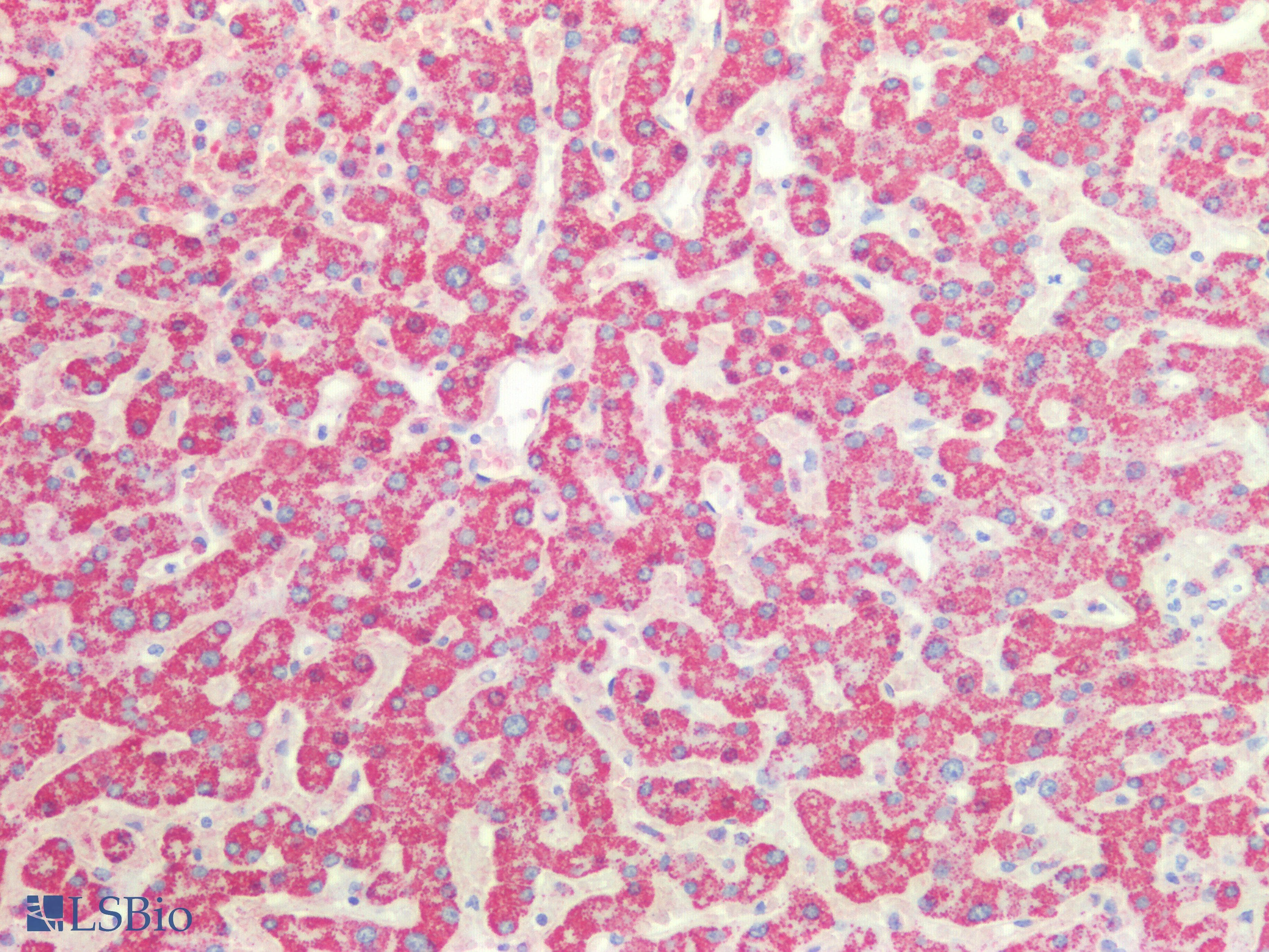 PathPlus™ HSPD1 / HSP60 Antibody (C-Terminus)