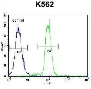 KLF4 Antibody (aa394-421)