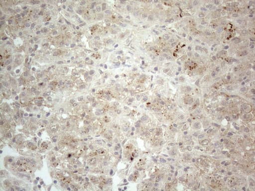 NPPB / BNP Antibody (aa27-102, clone OTI11G4)