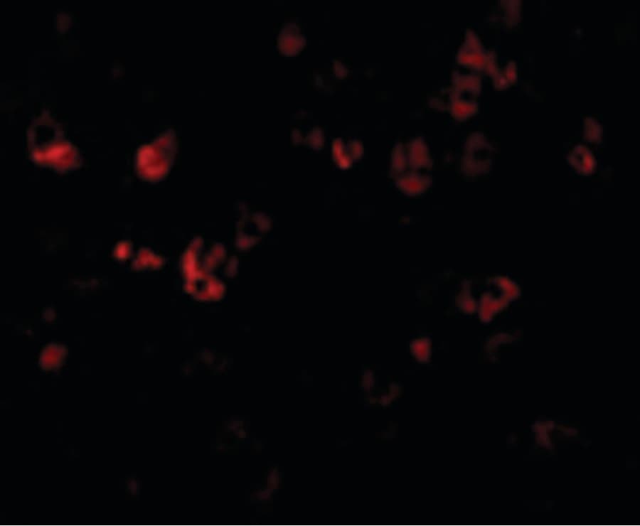 Polyclonal Rabbit anti-Mouse DFFB Antibody (IHC, IF, WB)