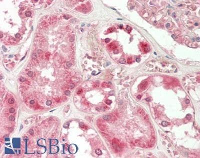 MRPL19 Antibody (Biotin)