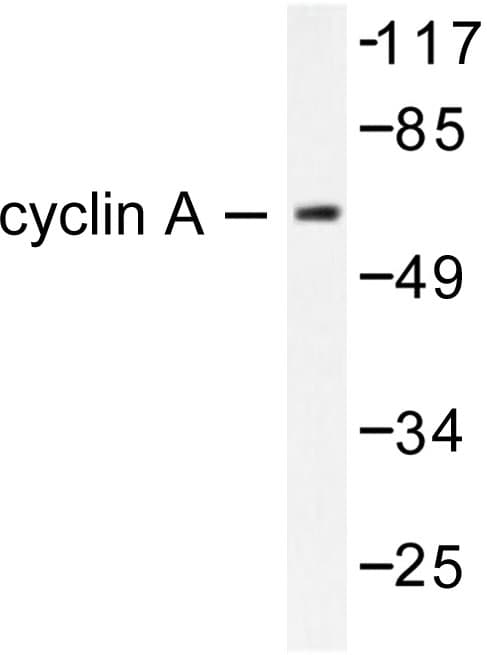 Cyclin A Antibody (Trp250)