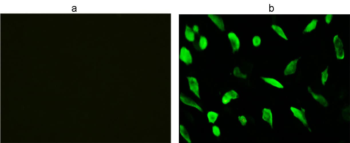 DYKDDDDK Tag Antibody (HiLyte Fluor 488)