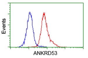 ANKRD53 Antibody (clone OTI2E4)