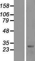 HES1 / HES-1 Protein (Over-Expression Lysate Myc-DDK (Flag))