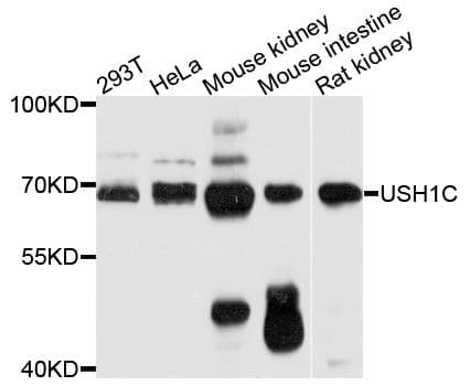 Harmonin / USH1C Antibody