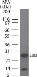 EBI3 / IL-27B Antibody (clone IMG10J706)