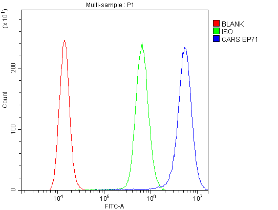 Polyclonal Rabbit anti-Human CARS1 / CARS Antibody (WB)