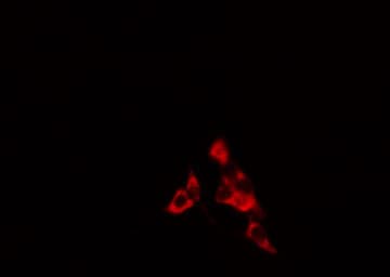 Polyclonal Rabbit anti-Human LSP1 Antibody (IF, WB)