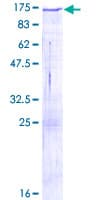 Human PCDH8 Protein (Recombinant GST)
