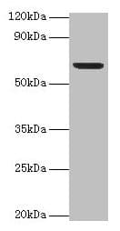 IHC-plus™ Polyclonal Rabbit anti-Mouse PLBD2 Antibody (IHC, WB)