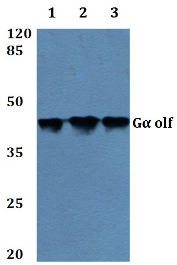 IHC-plus™ GNAL Antibody (aa50-100)