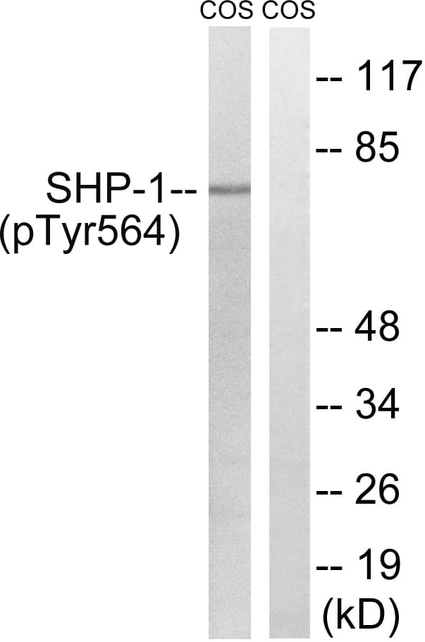 Polyclonal Rabbit anti-Human PTPN6 / SHP1 Antibody (phospho-Tyr564, WB)