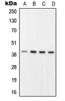 RFC2 / RFC40 Antibody (Internal)